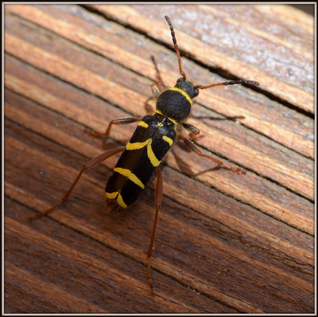 Cerambycidae: Clytus arietis e Lepturobosca virens